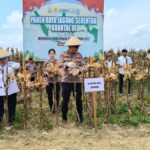 Bersama Kapolda Jambi, Gubernur Al Haris Lakukan Panen Raya Jagung di Geragai Tanjab Timur