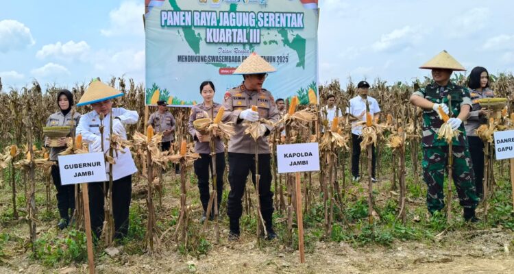 Bersama Kapolda Jambi, Gubernur Al Haris Lakukan Panen Raya Jagung di Geragai Tanjab Timur